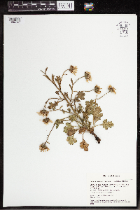 Arctanthemum arcticum subsp. arcticum image