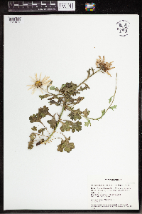 Arctanthemum arcticum subsp. arcticum image