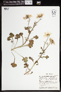 Arctanthemum arcticum subsp. arcticum image