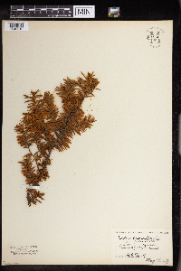 Taxus canadensis image