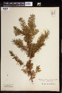 Taxus canadensis image