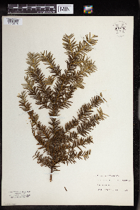 Taxus canadensis image