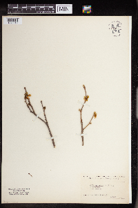 Dirca palustris image