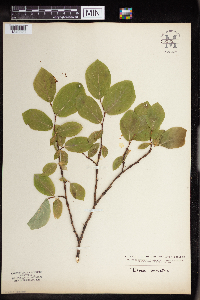 Dirca palustris image