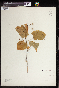 Tilia americana image
