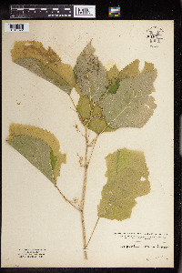 Laportea canadensis image