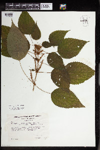 Media resource of Pilea pumila