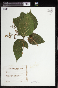 Laportea canadensis image