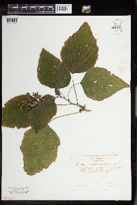 Laportea canadensis image