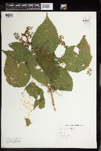 Laportea canadensis image