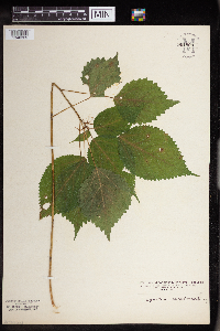 Laportea canadensis image