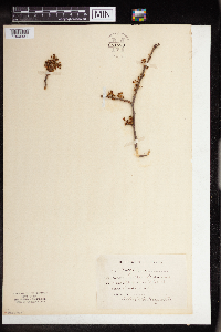 Ulmus americana image