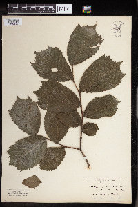 Image Associated With the Occurrence