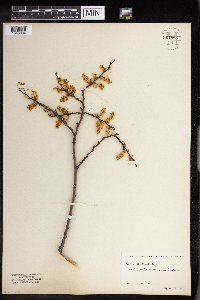 Celtis occidentalis image