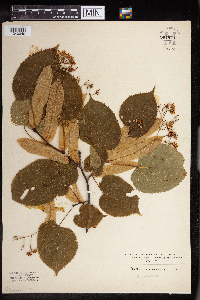 Tilia americana image