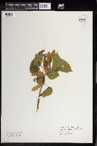 Tilia americana image