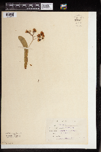 Tilia americana image