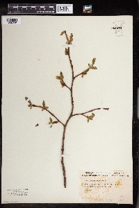 Dirca palustris image