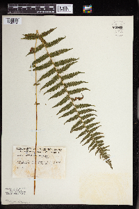 Thelypteris noveboracensis image