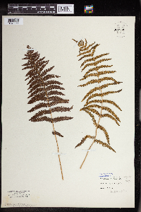 Thelypteris noveboracensis image