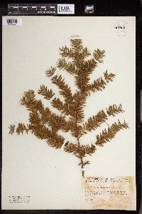 Taxus canadensis image