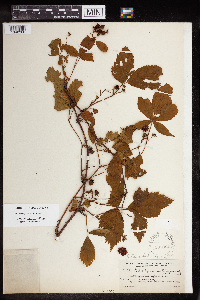 Rubus elegantulus image