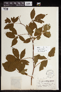 Rubus elegantulus image