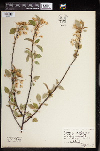 Prunus pensylvanica image