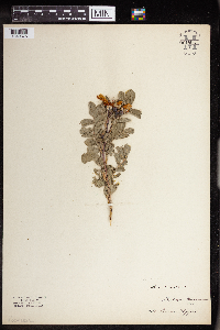 Rosa acicularis image