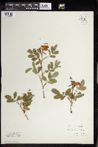 Rosa acicularis image