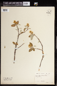 Amelanchier arborea image