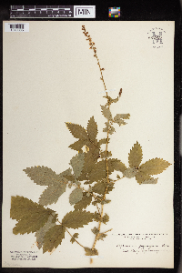 Agrimonia gryposepala image