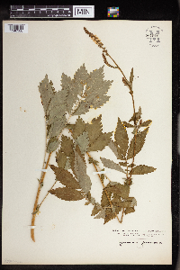Agrimonia gryposepala image