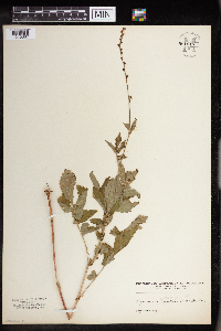 Agrimonia pubescens image