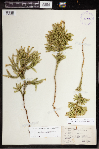 Dendrolycopodium dendroideum image