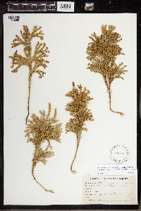 Dendrolycopodium dendroideum image