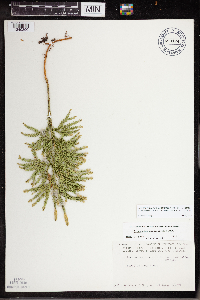 Dendrolycopodium dendroideum image