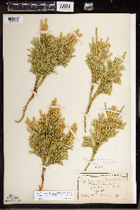 Dendrolycopodium dendroideum image