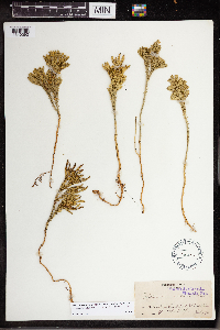 Dendrolycopodium dendroideum image