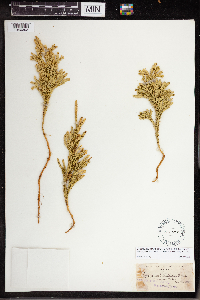 Dendrolycopodium dendroideum image