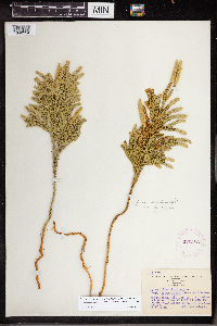 Dendrolycopodium dendroideum image