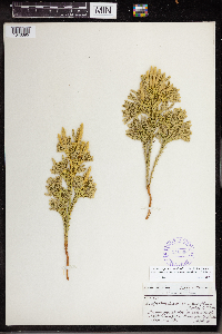 Dendrolycopodium dendroideum image