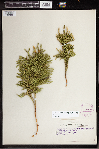 Dendrolycopodium dendroideum image