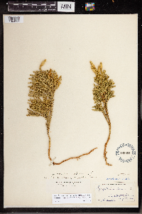 Dendrolycopodium dendroideum image