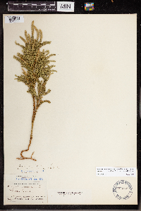 Dendrolycopodium dendroideum image