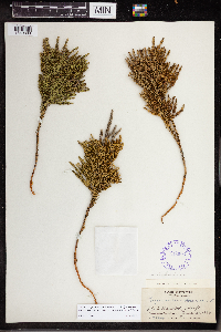 Dendrolycopodium dendroideum image