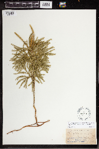 Dendrolycopodium dendroideum image