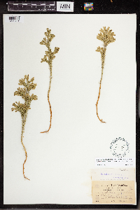 Dendrolycopodium dendroideum image