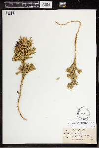 Dendrolycopodium dendroideum image