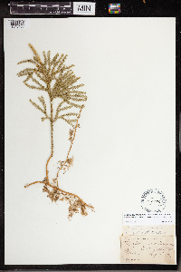 Dendrolycopodium dendroideum image